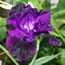Iris germanica Midnight Treat